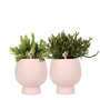 Rhipsalis mix in Scandic nude sierpotten